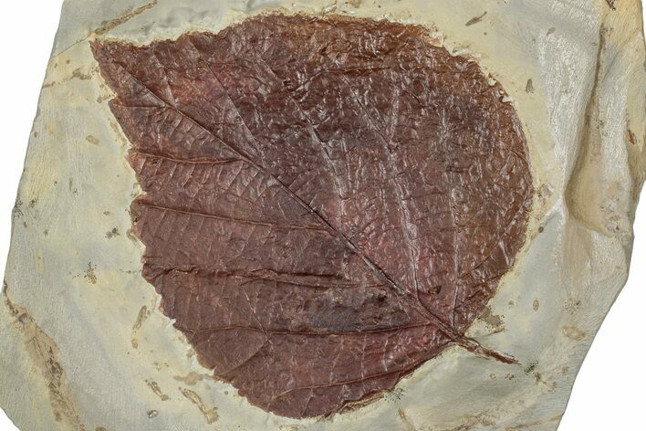 Paleocene Fossil Leaf (Davidia) - Montana #356518